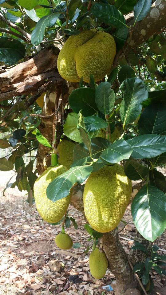 供应优质贡布榴莲