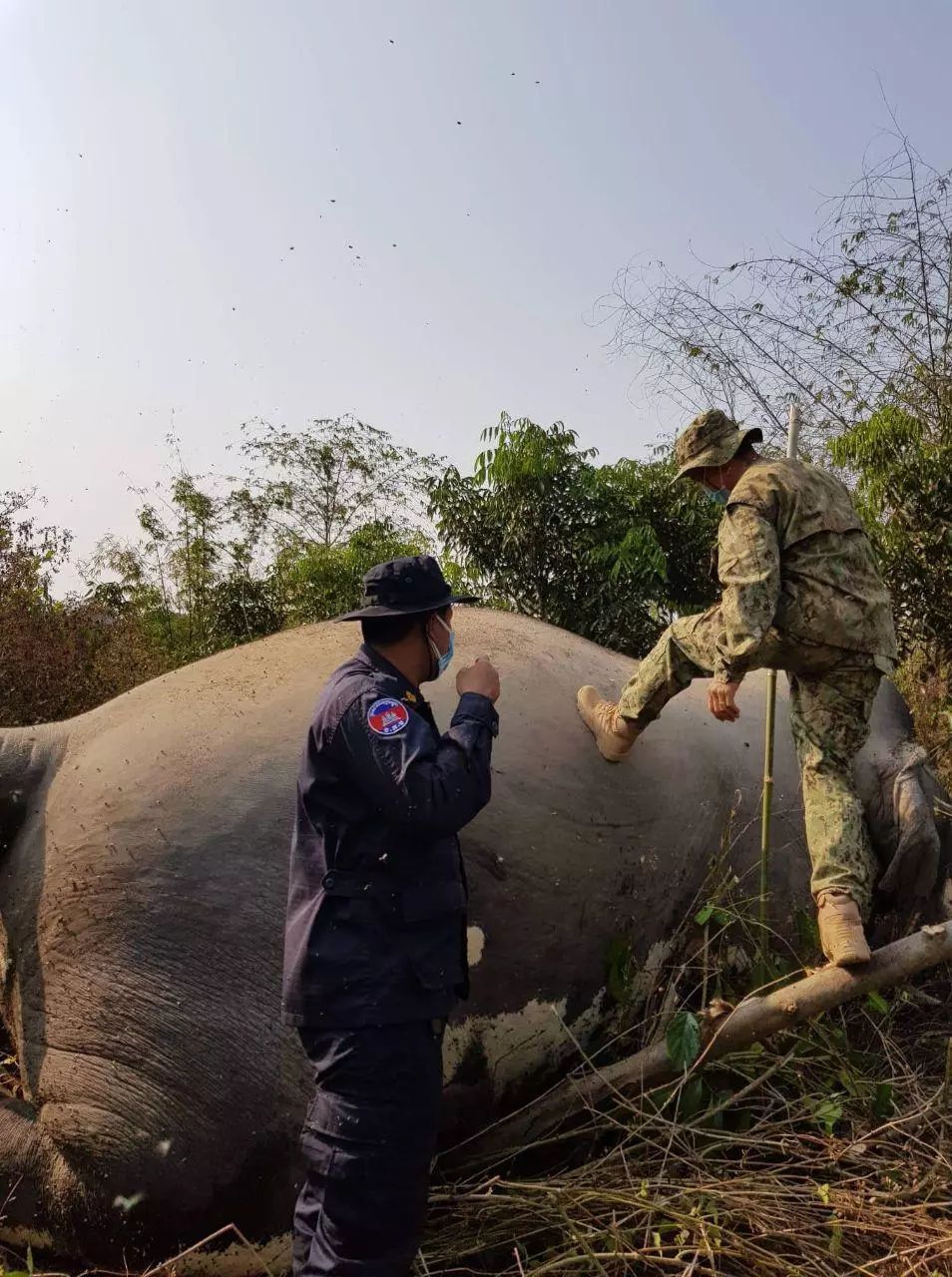 國寶大象遭不法之徒虐殺