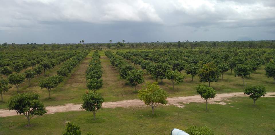 芒果 (3).jpg