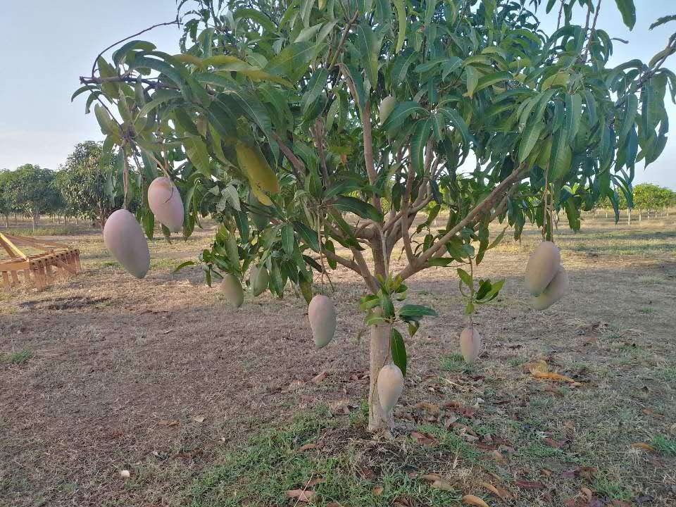 mango (13).jpg