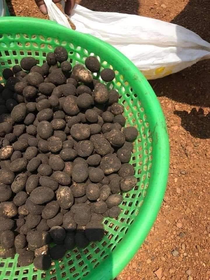 4人误踩地雷致1死3伤[复制链接]