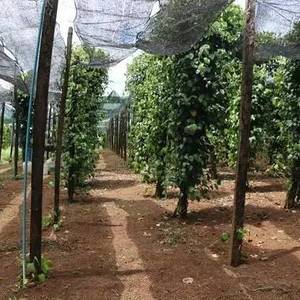 胡椒价格起伏不定种植户寻求援助