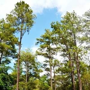 基里隆游记| 如果有来生，要做一棵树