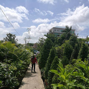 绿色点缀豪宅 清新引领时尚 本地花卉培植市场前景走俏