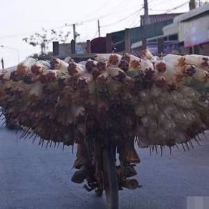 柬埔寨旅行游记：最繁华的地方像我们农村！