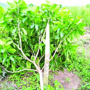 村民占地砍果树 地方当局不作为 中企诉苦：砍掉在柬投资者信心 ...