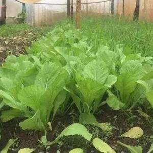 专家：柬埔寨蔬菜滥用农药，食品安全堪忧