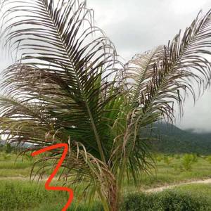 农作物种植病虫害多 专家解读柬埔寨椰树种植常遇困难