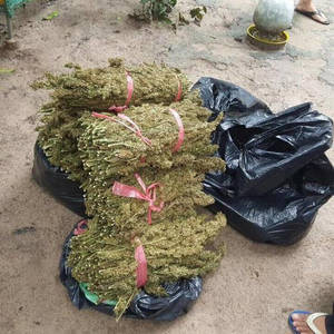 起获19公斤大麻