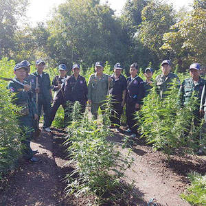 警方烧毁30万株大麻
