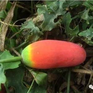 柬埔寨非常出名野果——茅瓜，既好吃又能治湿疹，你尝过吗？ ...