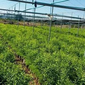 奥迪马斯宣布投资柬埔寨农业市场