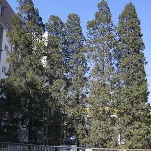 周总理和西哈努克国王种下5棵“中柬友谊树”