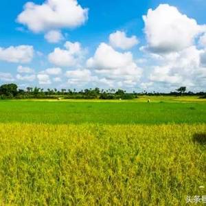 柬埔寨乡村掠影，柬埔寨的泪