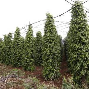 拉省部分业者·胡椒价跌 放弃种植