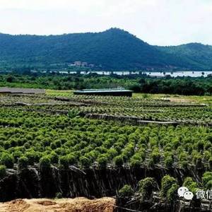 胡椒业前景受看好