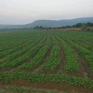 中企在桔省打造药材种植基地