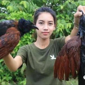 性感美女野外吃蟒蛇，烤蜥蜴爆红网络，却惹怒了整个柬埔寨！ ... ...