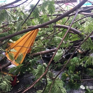 惊险！狂风暴雨突袭，金边巨型广告牌瞬间被掀翻