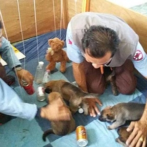 印度所赠嗅雷犬首用于扫雷 柬同意将为其“加军衔”