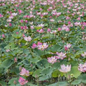 供过于求 莲花种植户面临窘境