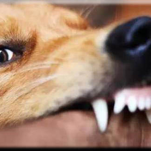 爱犬被打，主人捅了打狗者三刀……