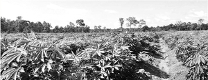 柬埔寨产的桑蚕丝直供部分江浙丝绸企业