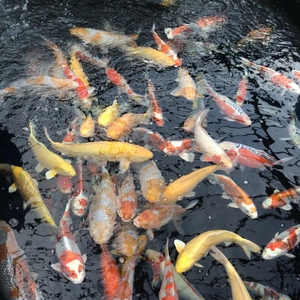 华青创业养鲤鱼
